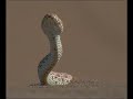 1   serpientes de africa   national geographic