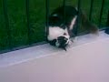 Gato d la casa robada.3gp