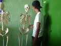 catando modelo