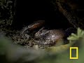 emperor scorpion