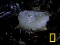 emperor scorpion