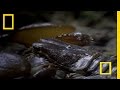 Emperor Scorpion