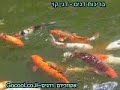 koi pond ?????? ??? ???