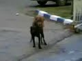 Köpekleri dikizlemeyin!