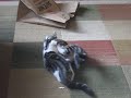 New KITTIES!!! New KITTIES!!!