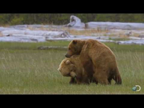 A Grizzly Love Triangle | Great Bear Stakeout