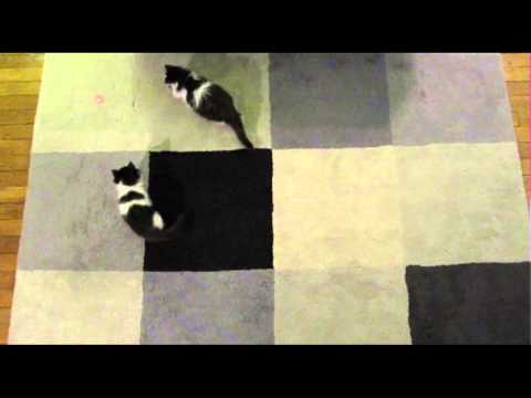 checkers