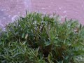 Monsoon Rain in Arizona