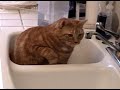 Maya, Hunter of the Sink