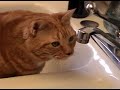 Maya, Hunter of the Sink