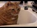 Maya, Hunter of the Sink