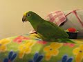 Amazon parrot Karlo Amazon parrot Karlo