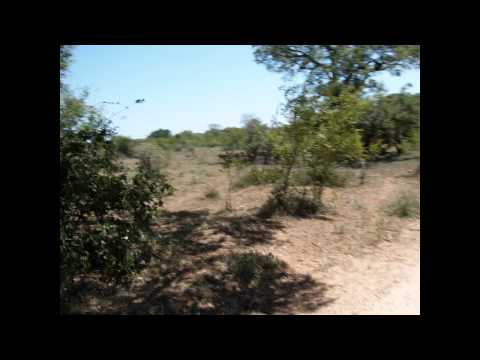 Kruger National Park South Africa