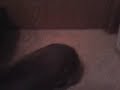 Bugsy