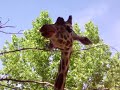 Giraffe Face