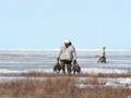 Fort Severn Goose Hunt May 2008