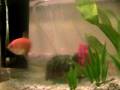 videos de bully and willy 1