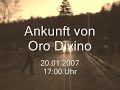 oro divino trakehnerhengst