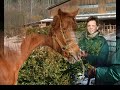 oro divino trakehnerhengst
