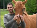 oro divino trakehnerhengst