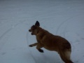 Tatter The Snow Dog