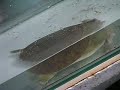 Turtle Eats Chicken Wing Turtle Eats Chicken Wing