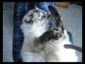 Birman cat lying on her back