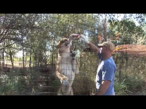 Tiger Thanksgiving! - TV big shot Tiger Thanksgiving! - TV big shot