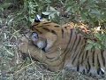 Wild Tigers of Kanha