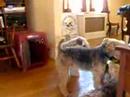 Doggie Day Care #2