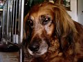 Gedenken an meinen Hund Gedenken an meinen Hund