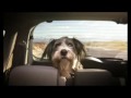 Pub Grand Modus Chien 30s
