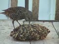 Bruant � couronne blanche, Junco ardois�, �tourneau