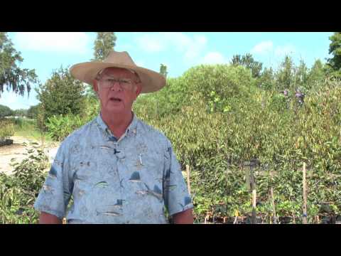 how to fertilize a kumquat tree