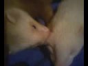 Loulou, Mushu et Falkor