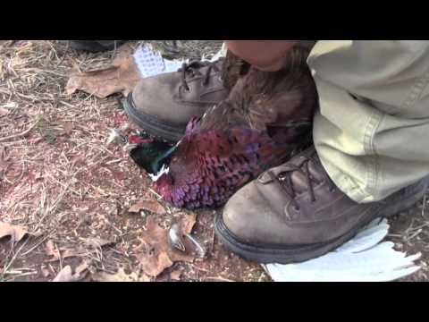 how to skin a pheasant quickly