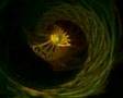 Fibonacci spirals by Apophysis