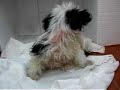 Zero, pequeño sarnosin