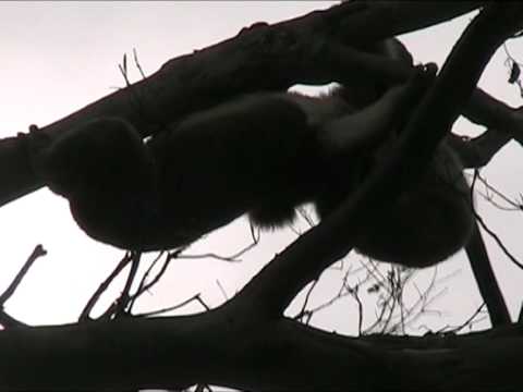 Koala Fight