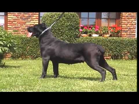 dogo