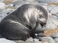 Antarctica wildlife on Voyages of Discovery cruises