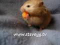 Kāmis bāž aiz vaiga