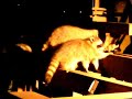 Raccoons at my house at night