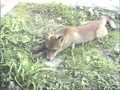 Video volpe e cane che giocano insieme