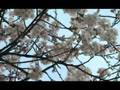 Sakura (cherry blossom) 桜 花見