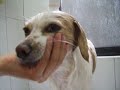 LA PERRA TOMA UN BAÑO 1