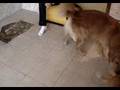 videos de Montana, Ramito, Loli, Eu e Play..