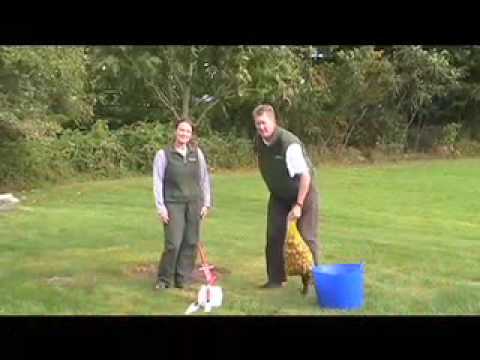 how to replant daffodils