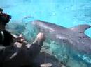 dolphins