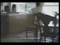 inteligencia animal